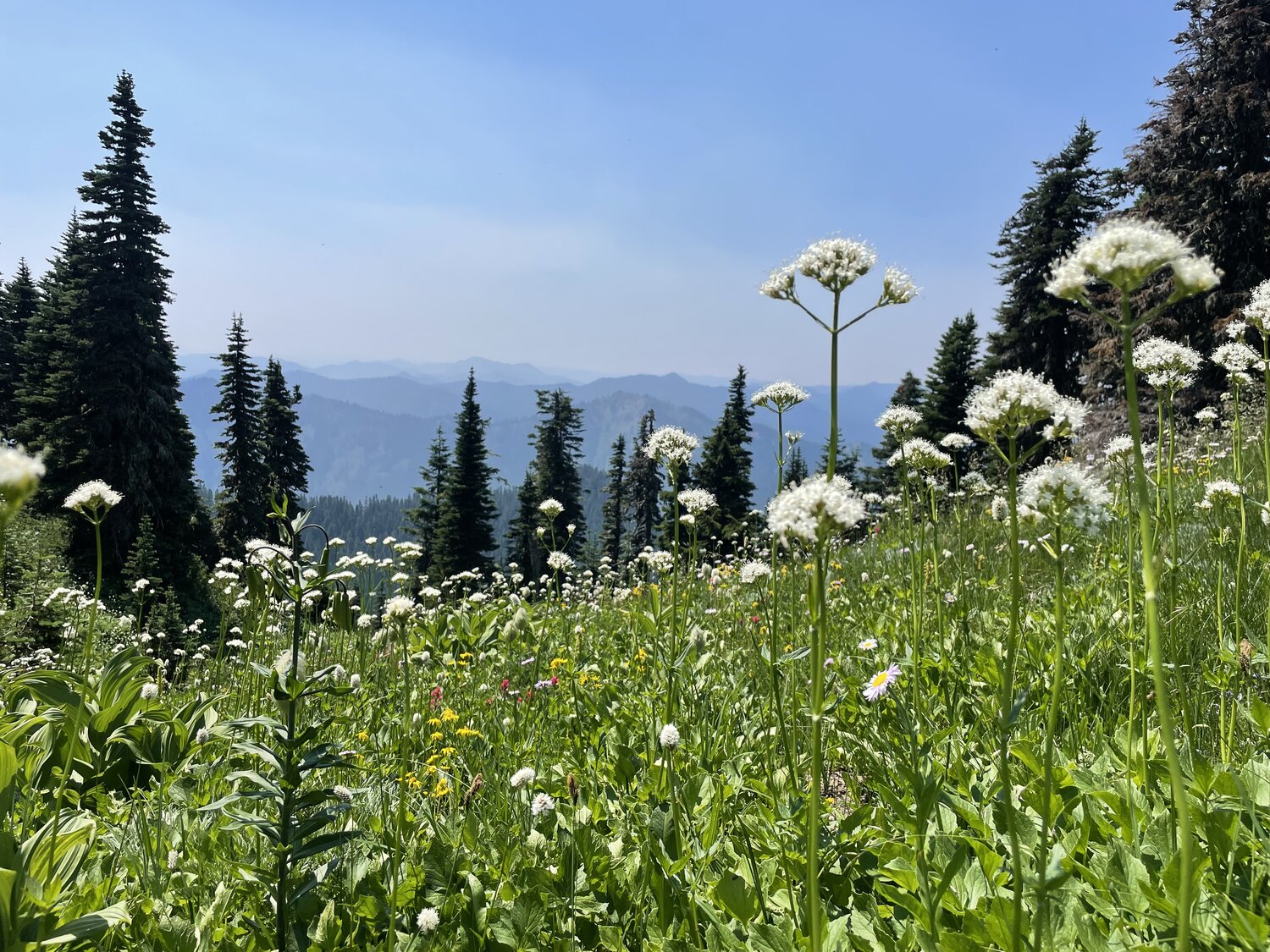 Flower mountain